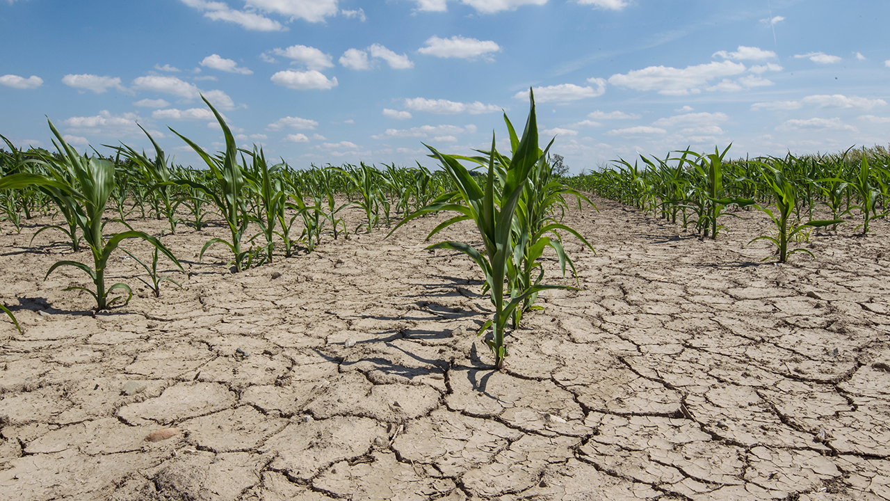 A field of crops with dry, cracked soil.