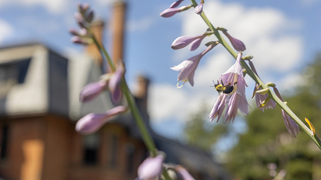 A bee on a flower.