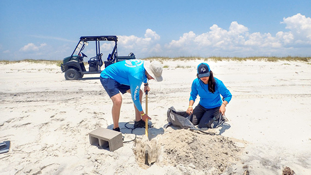 Researchers digging on the beach.