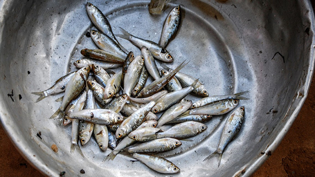 A bowl full of dagaa, a small pelagic fish.