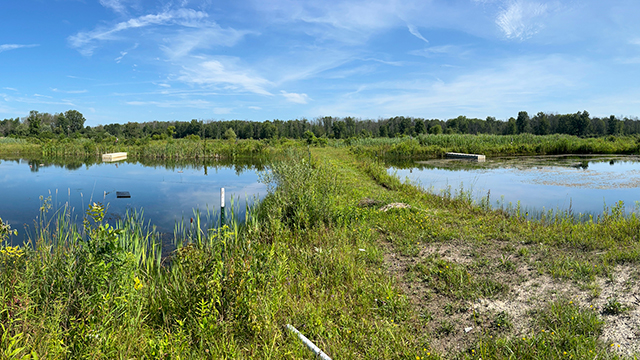 Two of 50 Cornell experimental ponds.