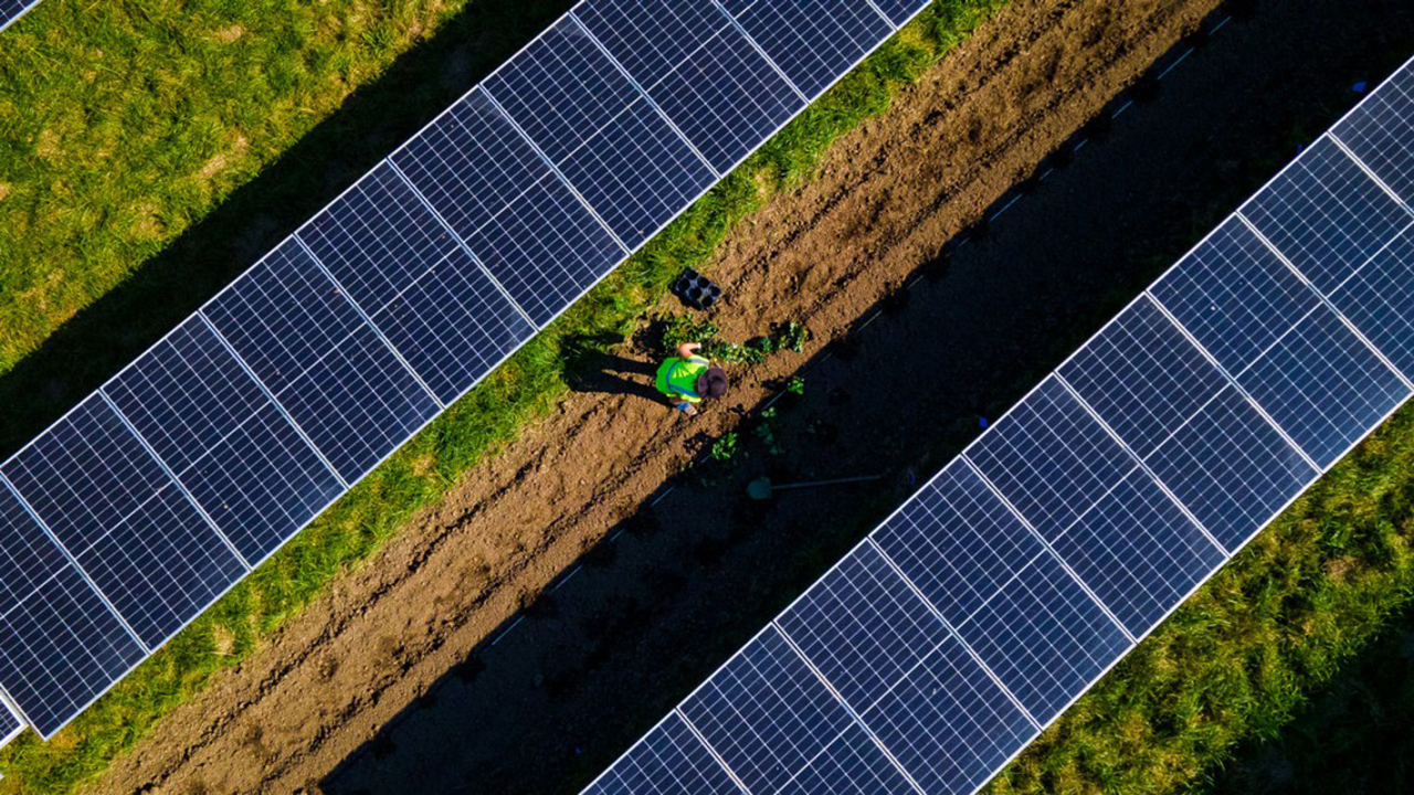 Solar panels with a person tending crops between them.