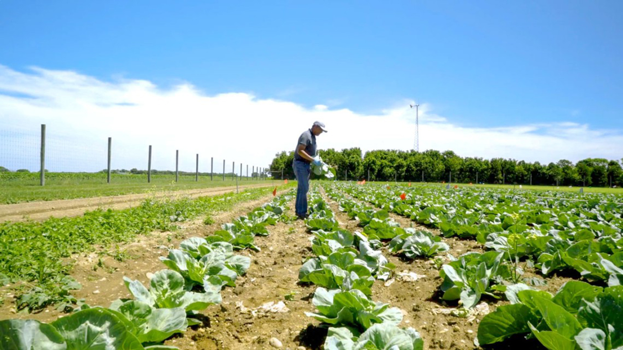 A person tends to a cabbage field at the Long Island Horticultural Research and Extension Center.